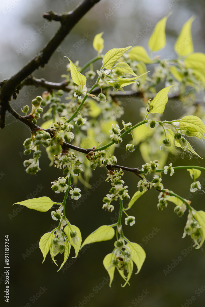 Obraz premium Amerikanische Zürgelbaum, Westliche Zürgelbaum, Celtis occidentalis,
