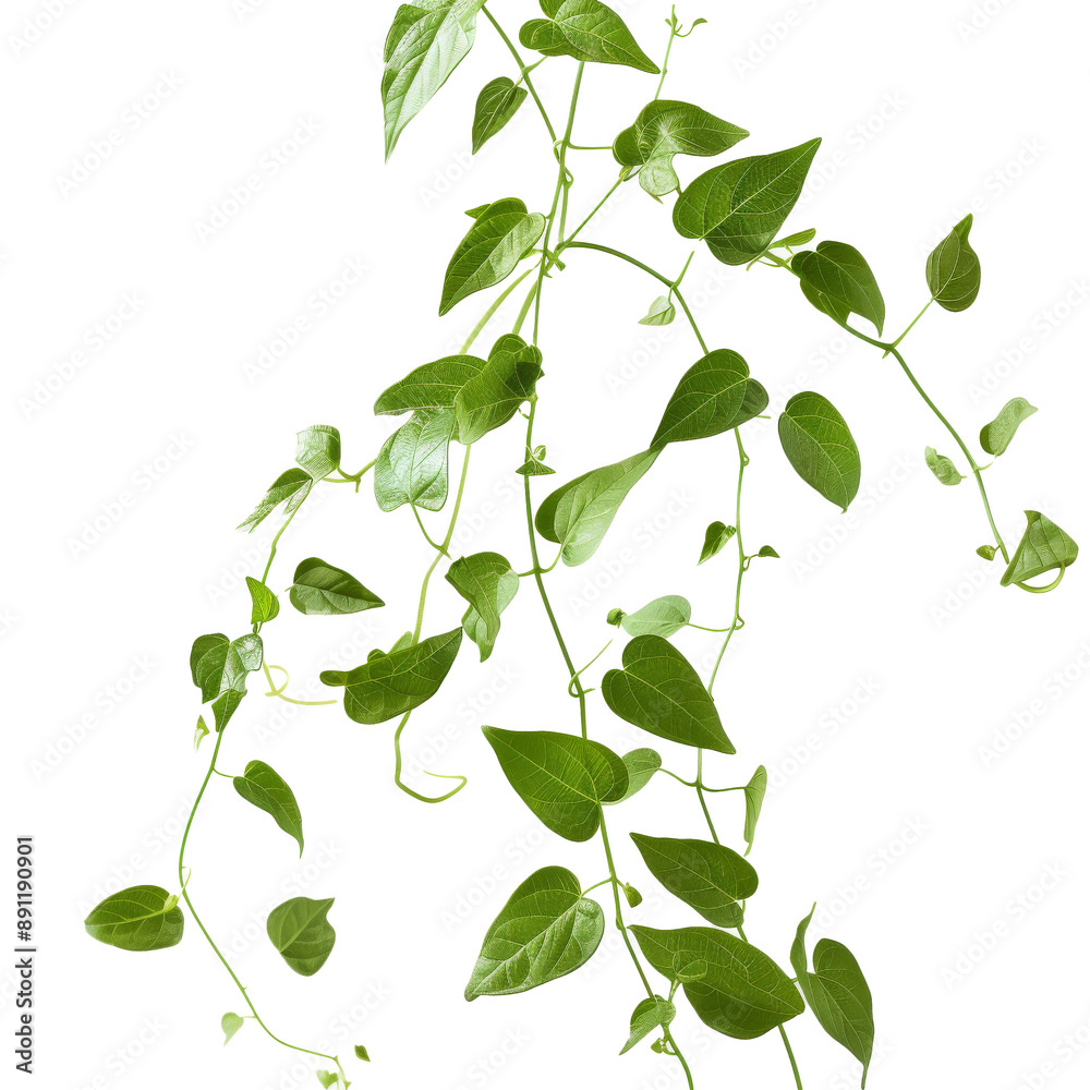 Close-up of a botanical vine with delicate tendrils and leaves Close-up of a botanical vine with delicate tendrils and leaves
