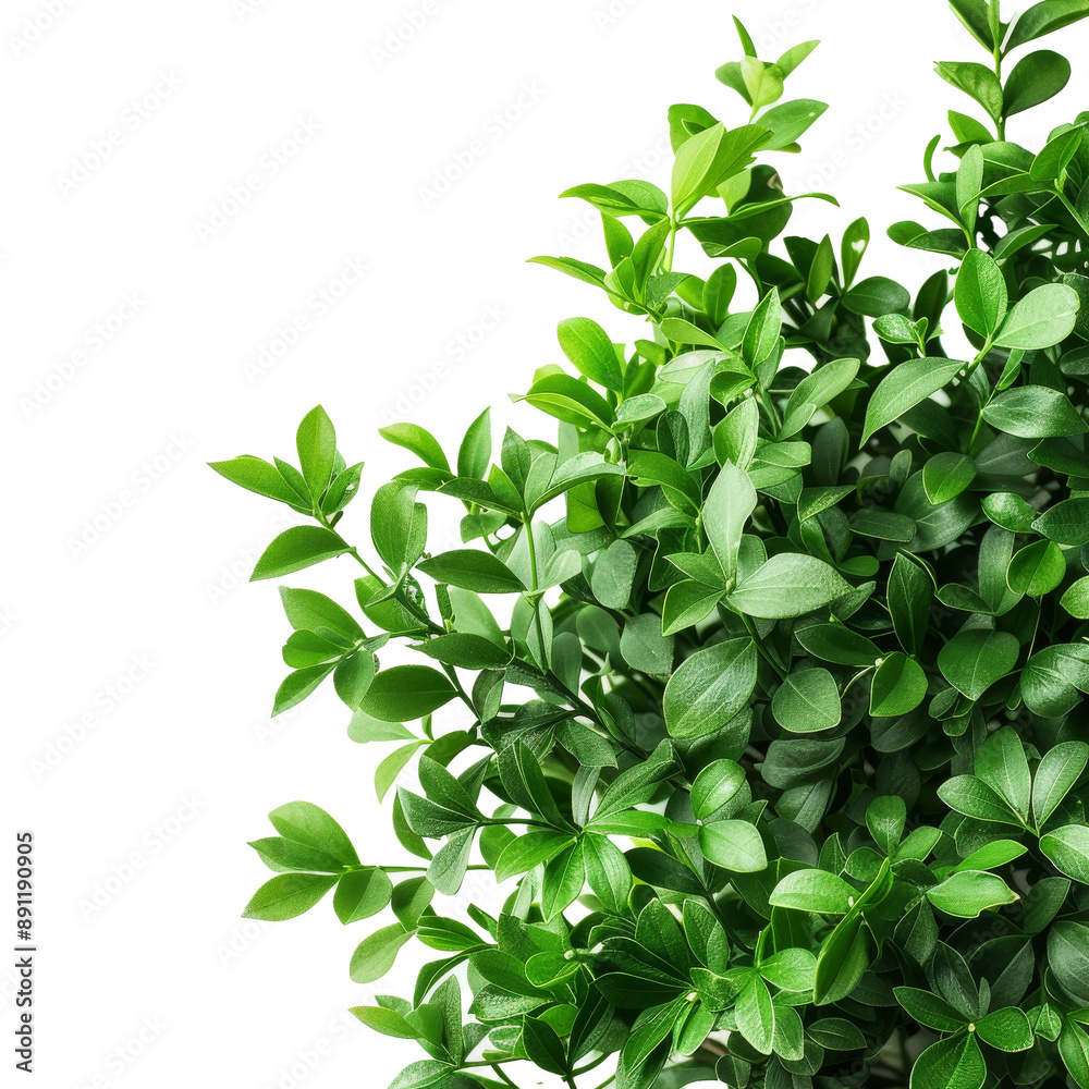 High-resolution macro shot of a botanical bush High-resolution macro shot of a botanical bush