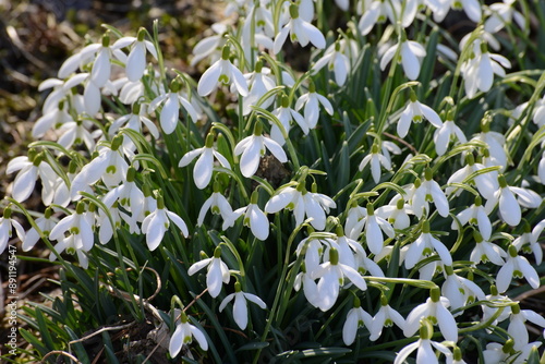 Schneeglöckchen, Galanthus nivalis L. photo