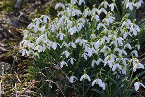 Schneeglöckchen, Galanthus nivalis L. photo