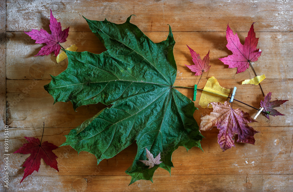 Obraz premium Fallen autumn maple leaves on an old board.