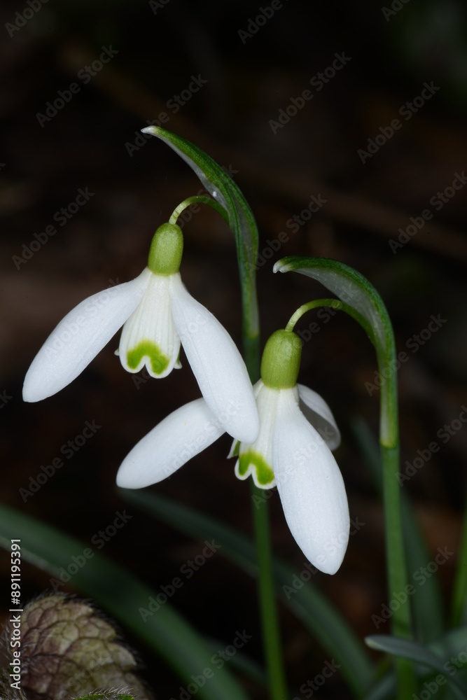 Schneeglöckchen, Galanthus nivalis L. Schneeglöckchen, Galanthus nivalis L.