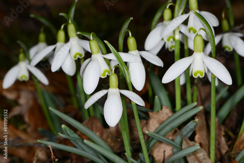 Schneeglöckchen, Galanthus nivalis L. photo