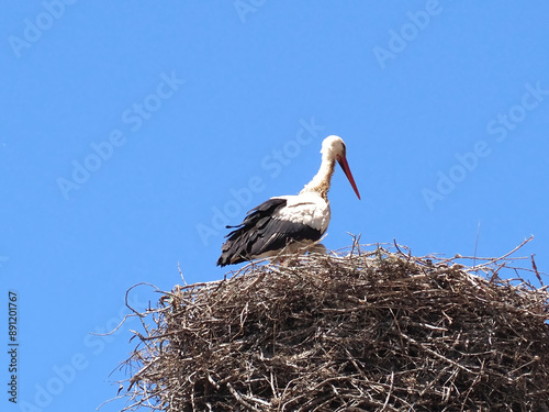 Ciconia White Stork bird in the family nest