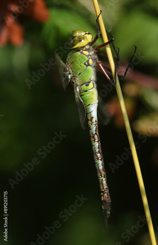 A hunting female Emperor Dragonfly, Anax imperator, resting on a grass stem.