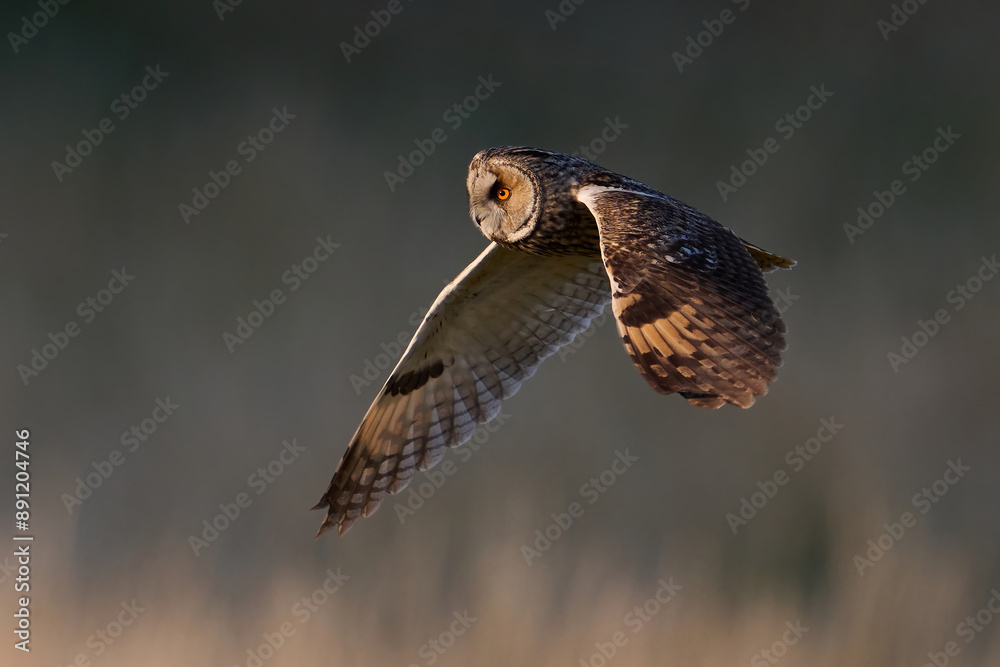 Obraz premium Long-eared owl (Asio otus)