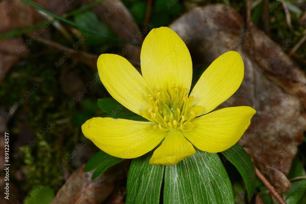Fototapeta premium Winterling, Eranthis hyemalis
