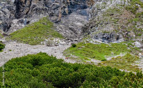 Majestic chamois Grazing on a Rocky Slope