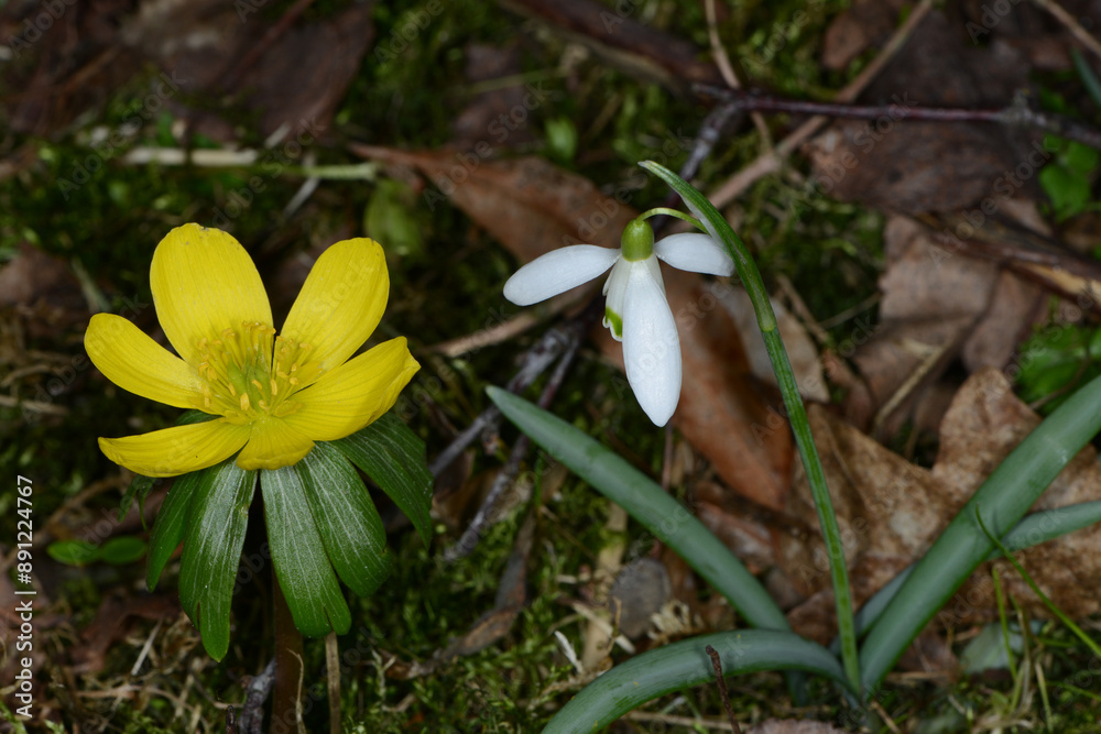 Winterling, Eranthis hyemalis Winterling, Eranthis hyemalis