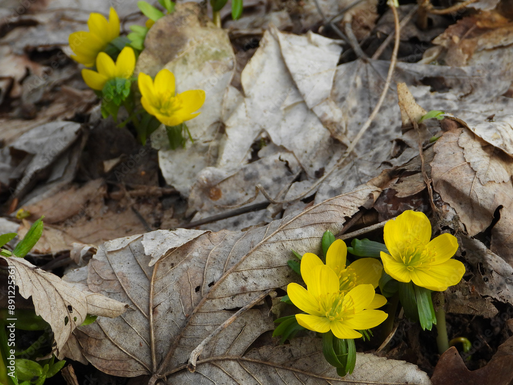 Winterling,  Eranthis hyemalis