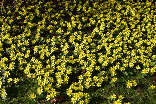 Winterling,  Eranthis hyemalis photo