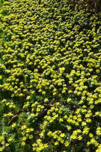 Winterling,  Eranthis hyemalis photo