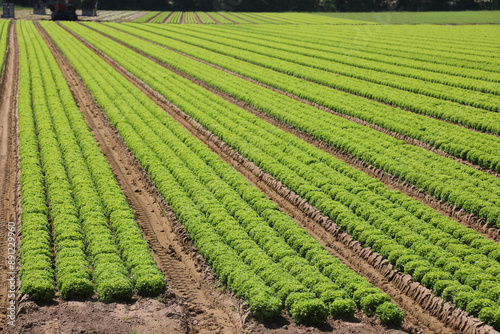 lettuce field on sandy soil in the plains in summer with no people photo