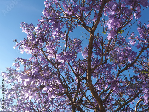 purple blooming Palisander or Jacaranda mimosifolia tree with fruits