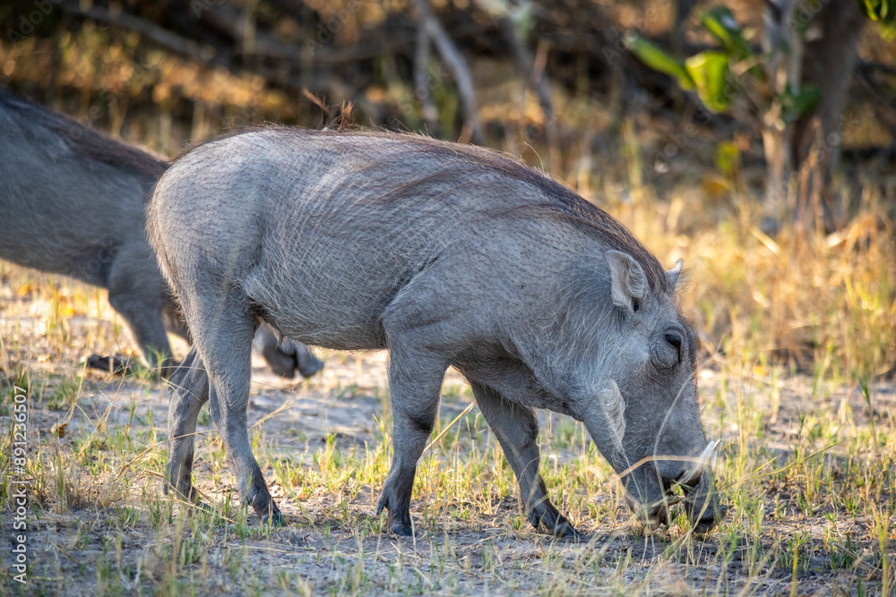 Warthog Phacochoerus, pigs who live in open and semi-open habitats, even in quite arid regions, in sub-Saharan Africa Warthog Phacochoerus, pigs who live in open and semi-open habitats, even in quite arid regions, in sub-Saharan Africa