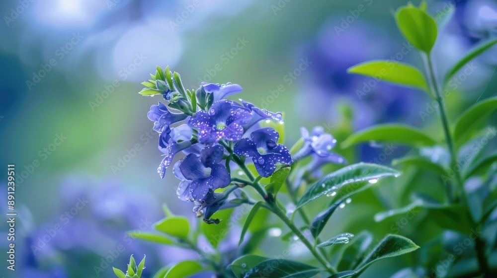 Macro shot of Duranta erecta flowers with blurred leafy background also called sapphire showers or golden dewdrop Macro shot of Duranta erecta flowers with blurred leafy background also called sapphire showers or golden dewdrop