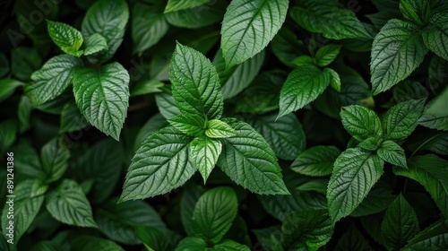 Macro shot of lush foliage