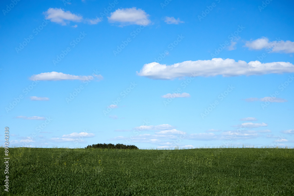 Obraz premium Horizon. Green field, blue sky and white clouds.