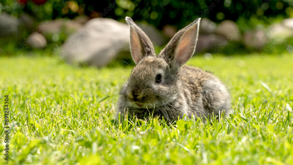 Fototapeta premium Cute gray rabbit on a green lawn in the sun