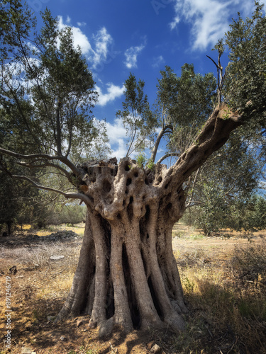 alt wie ein Baum photo