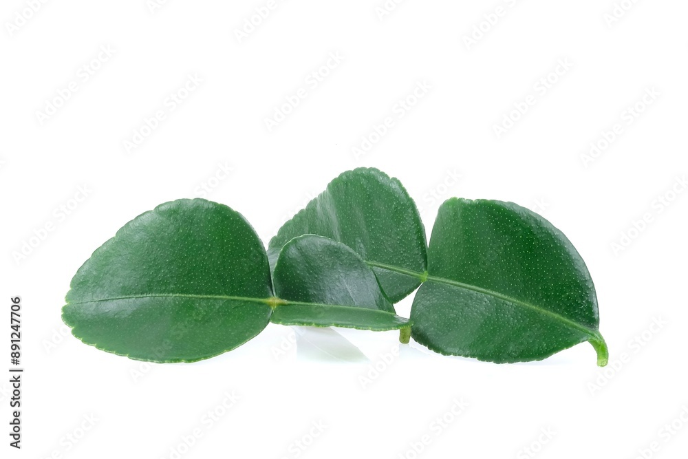 Kaffir lime leaf close up on white background.