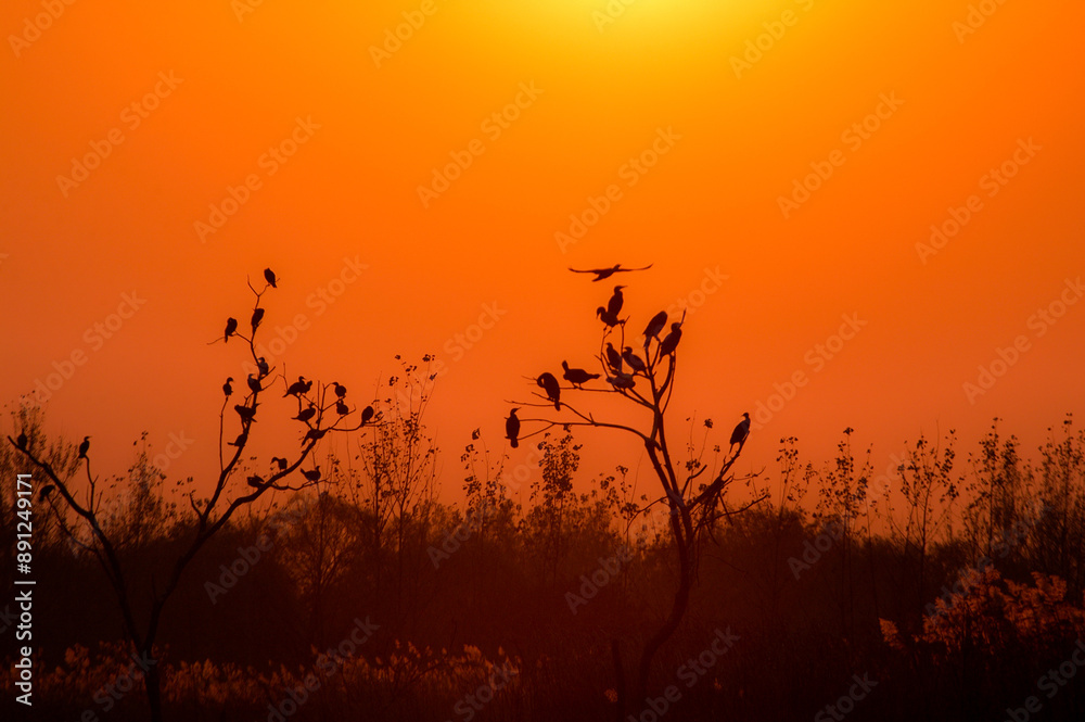 Fototapeta premium A bird perched on a tree in the sunset