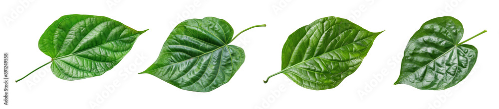 green betel leaf isolated on transparent background,png green betel leaf isolated on transparent background,png