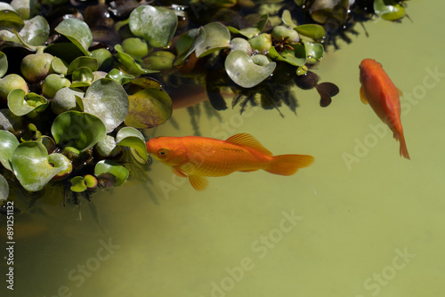 Goldfish in a pond