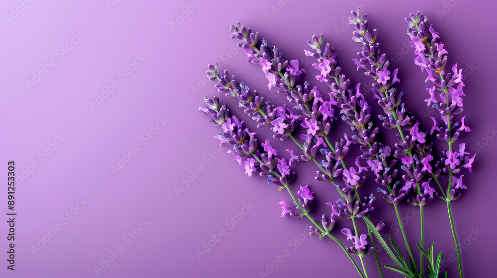 Naklejka premium Sprigs of lavender located near the purple wall, capable of serving as a background, purple lavender.