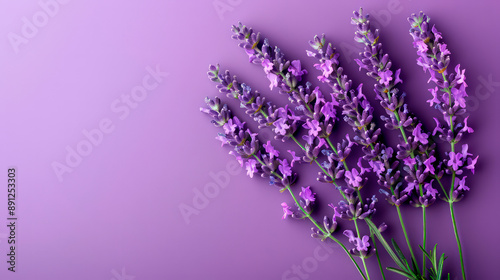 Sprigs of lavender located near the purple wall, capable of serving as a background, purple lavender.