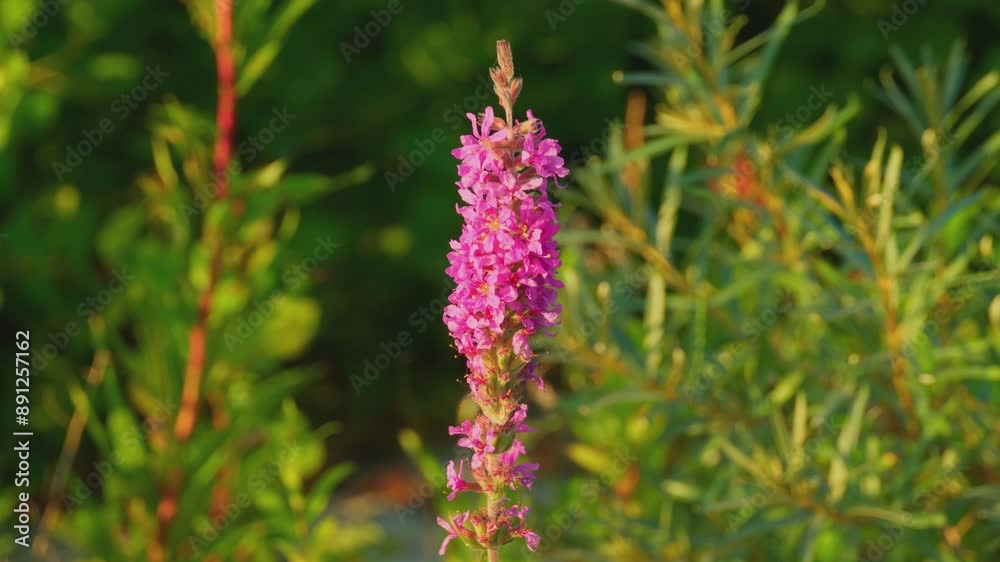 A pink wildflower sways in the wind. Wildlife. A wild-growing flower plant. A pink wildflower sways in the wind. Wildlife. A wild-growing flower plant.