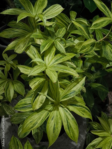 Beautiful Dracaena surculosa leaf pattern in the garden photo