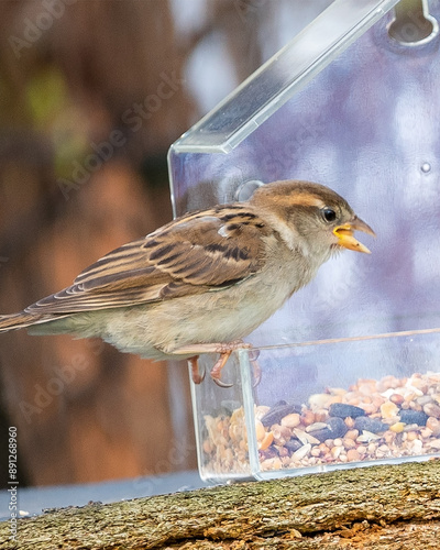 oiseau, moineau du jardin