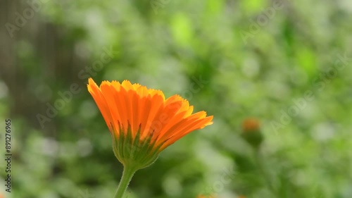 marigold flower in summer in a garden, blurred green background photo