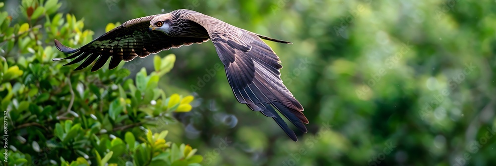 Obraz premium Plumbeous Kite soaring above Amazon canopy sharp eyes scanning prey below glides effortlessly over sea of green treetops capturing the essence of freedom and predatory instinct in this vast wilderness