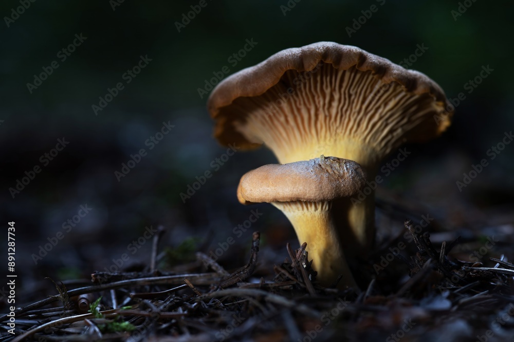 Chanterelle Mushroom in Forest Cantharellus Cibarius. Relax, Walking, Hiking, Nature, Food, Health Chanterelle Mushroom in Forest Cantharellus Cibarius. Relax, Walking, Hiking, Nature, Food, Health