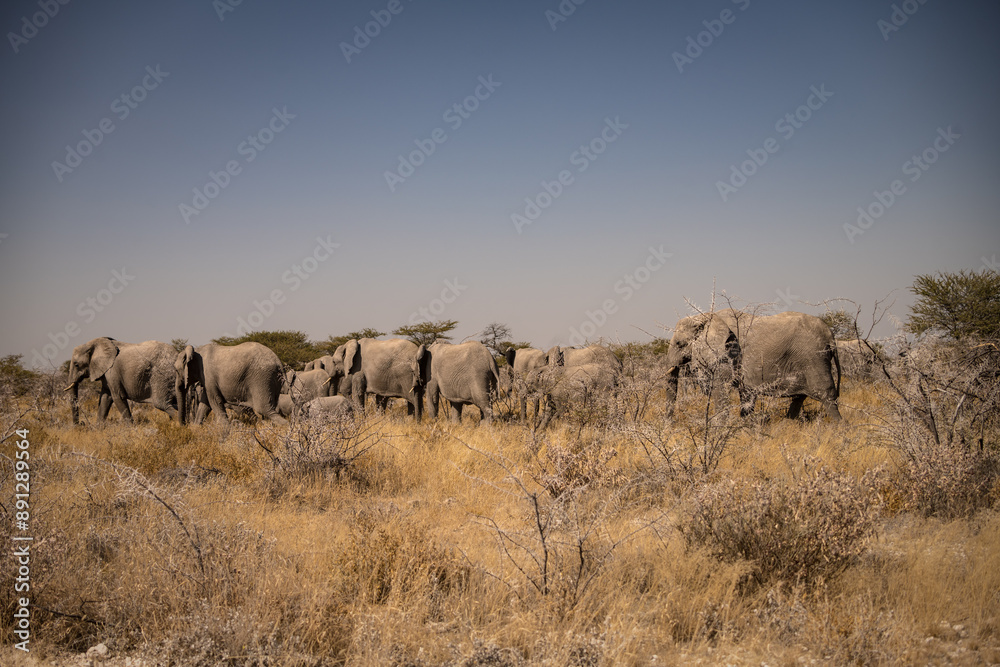 Pack of animals in Etosha Park, Namibia Pack of animals in Etosha Park, Namibia