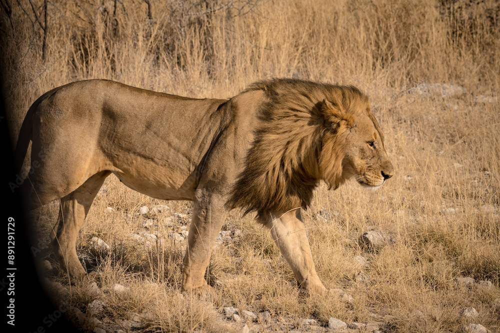 Lion in Etosha Park, Namibia