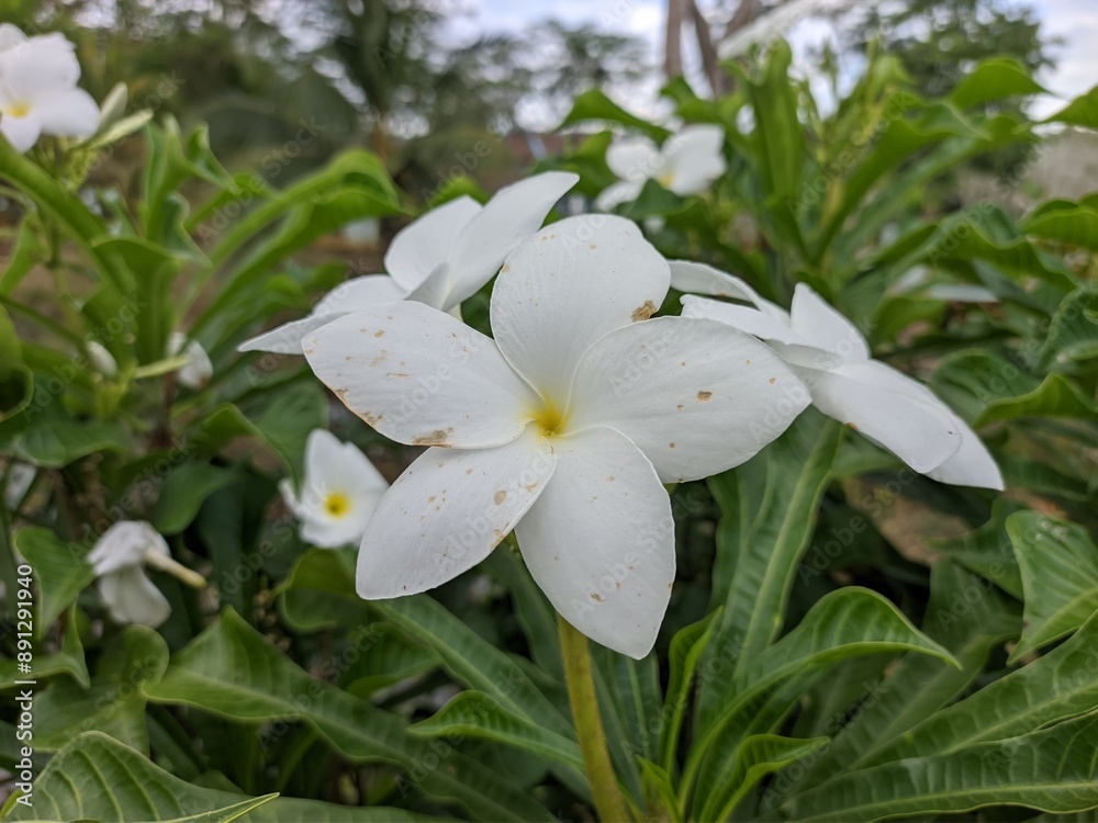 Fototapeta premium Plumeria pudica flower in the morning