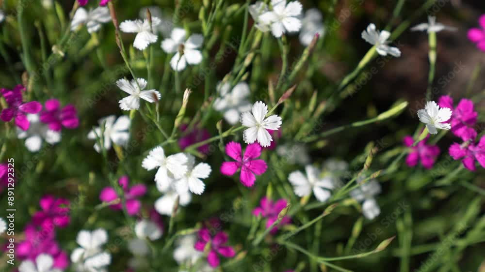 Small ornamental flower of wild Dianthus Deltoides, also called maiden pink, growing on field, closeup. Garden grassy carnation plant. Soft focus. Small ornamental flower of wild Dianthus Deltoides, also called maiden pink, growing on field, closeup. Garden grassy carnation plant. Soft focus.