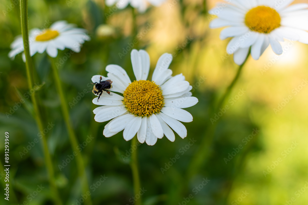 Obraz premium bee on daisy