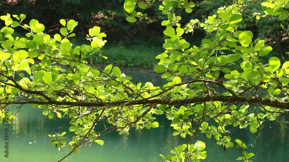 Spring scene - birch branches with delicate leaves against the backdrop of a pond in the park. Spring scene - birch branches with delicate leaves against the backdrop of a pond in the park.