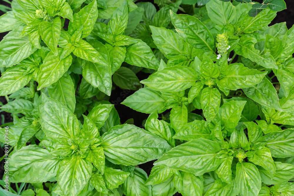 Bush of green basil on a field, top view Bush of green basil on a field, top view