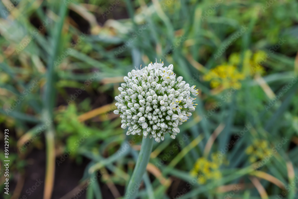 Stem of onion with inflorescence on field in overcast weather Stem of onion with inflorescence on field in overcast weather
