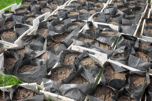 Vegetable grow bags in an organic plantation, selective focus. photo