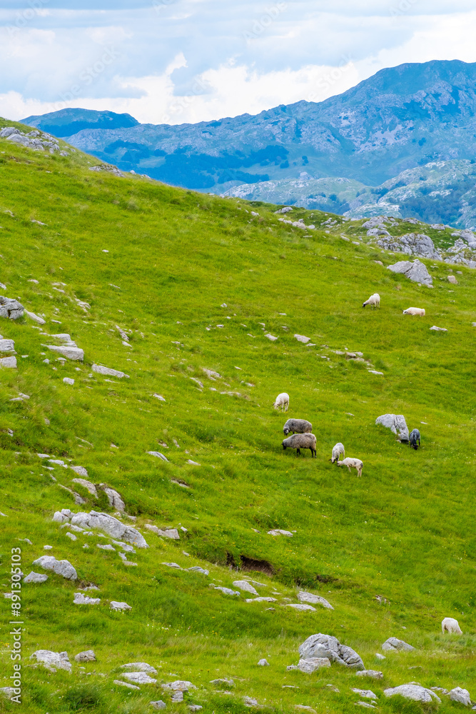 Fototapeta premium Sheep grazing on green hills with mountains in the background
