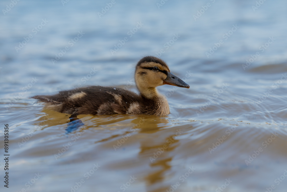 Small duckling swimming on the water of lake surface close up Small duckling swimming on the water of lake surface close up