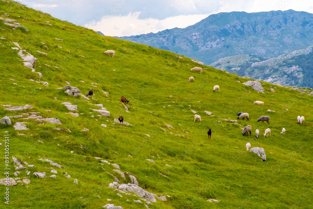 Fototapeta premium Sheep grazing on hillside with mountains in background