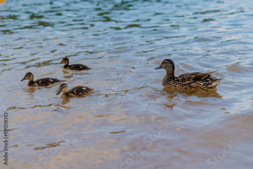 Family of ducks and duckling swimming and spending time together and learning in summer and lake water